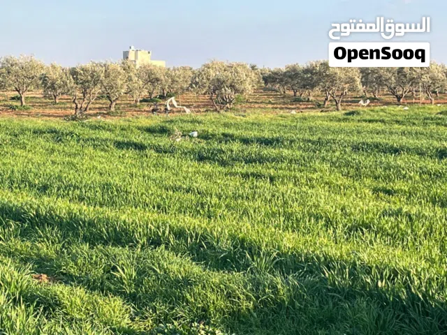قطعة ارض استثمارية في أم العمد حوض 6النجميه بمساحة سبعه دونمات ونصف من المالك مباشره
