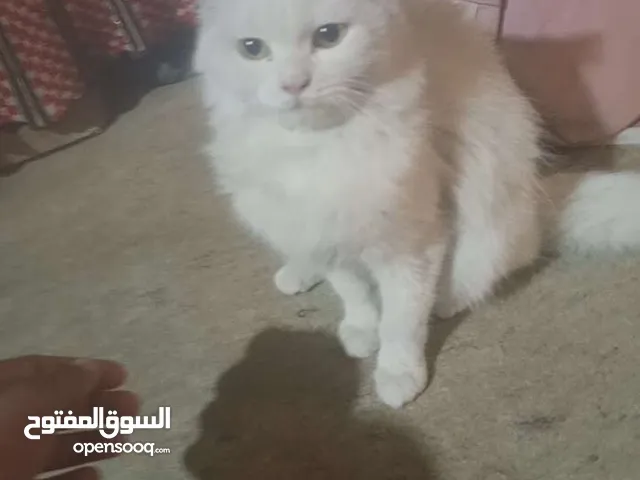 عثر على قط شيرازي