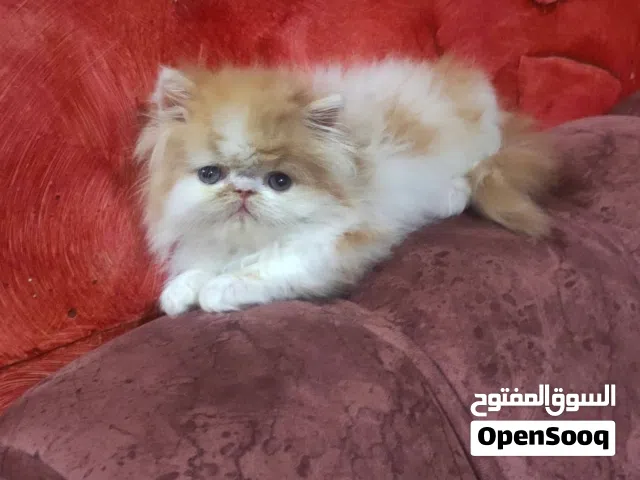 قط مستوى مش محتاج وصف بيور بيرشن زورار ريد وايت عنده 70 يوم