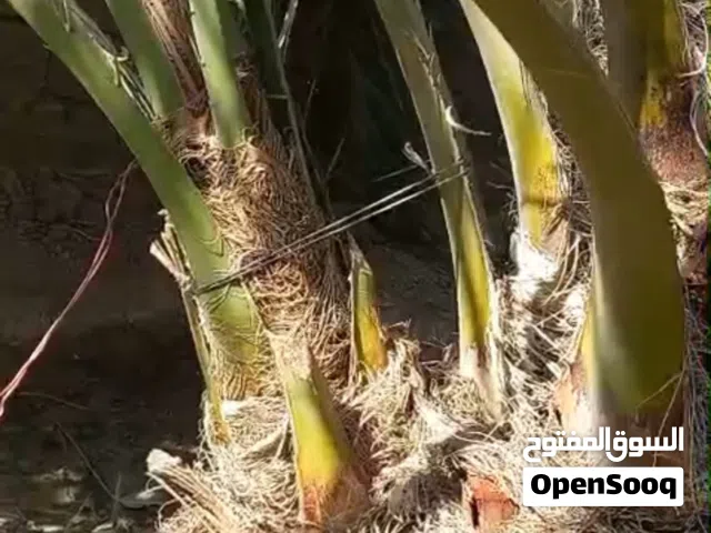 افراخ نخل برحي