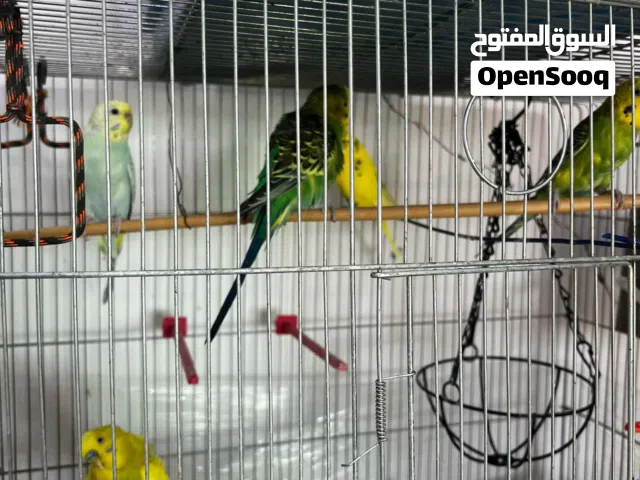 جوزين عصافير حب