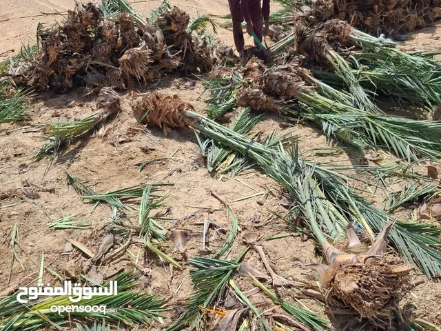 نخل مجدول وسيوي