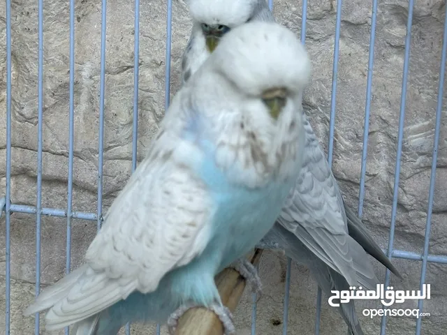 جوزيت انقليزيات و طيرة