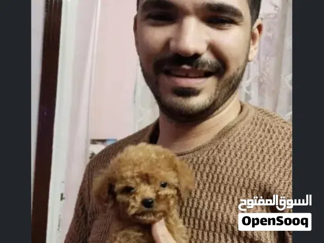 بودل poodle