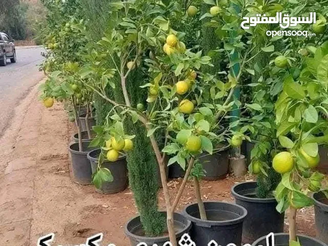 تنسيق حدائق