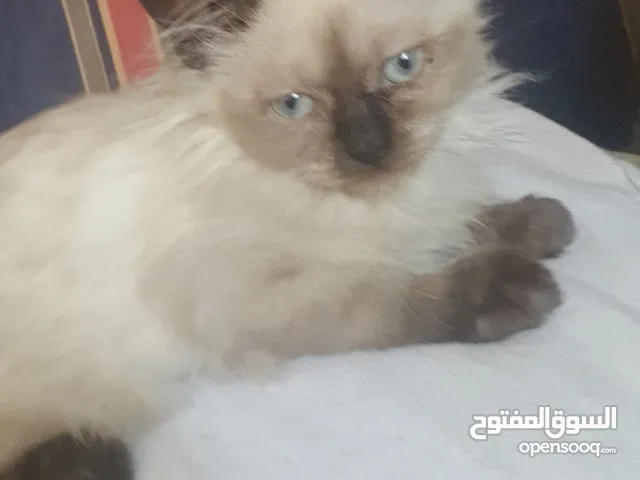 قط انثى هيمالايا بيلو عمر 3 شهور