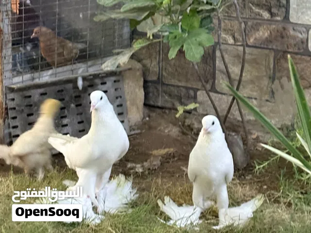 زوجين حمام نفاخة للبيع السعر الزوج الابيض 80والحمر 60 والزوجين بياضات العنوان البصرة المطيحة
