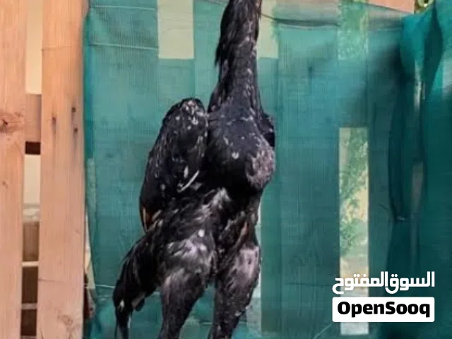اعثر على ديك شامو الماني او ياباني