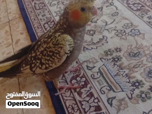 كوكتيل حب    ه