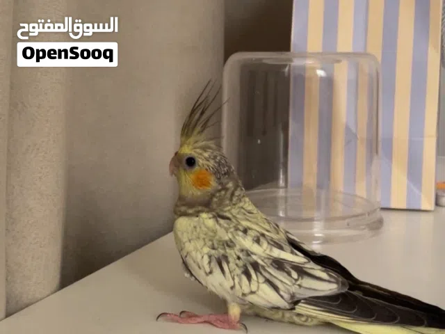 متوفر فرخ كوكتيل (كروان)