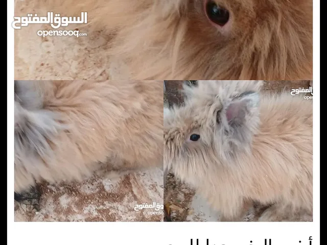 أرنب للي البيع