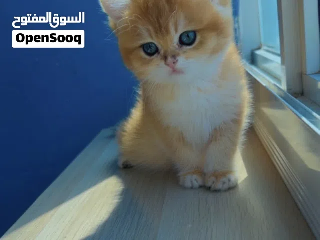 Purebred British Shorthair Kitten Blue Golden Ay12 ( rare color)
