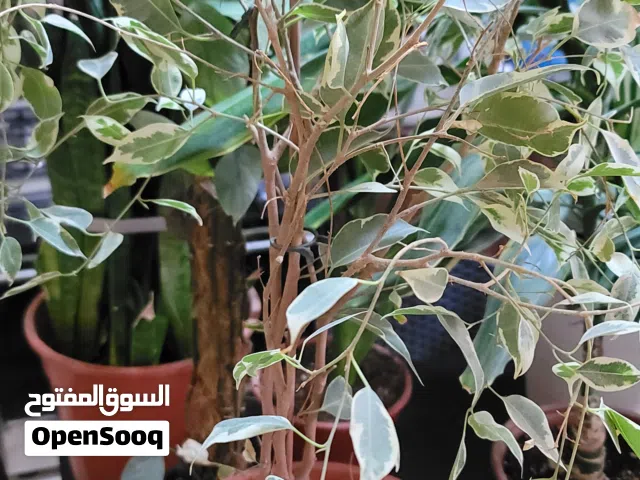 نباتات هولنديه مزروعه بتربه بتموس معقمه وخاليه من الحشرات بسعر حرق للبيع لعدم التفرغ والاهتمام