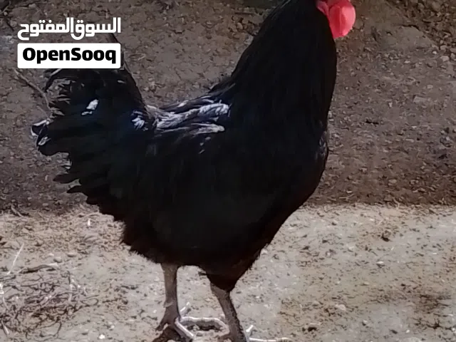 ديك براهمه واستارلوب للبيع