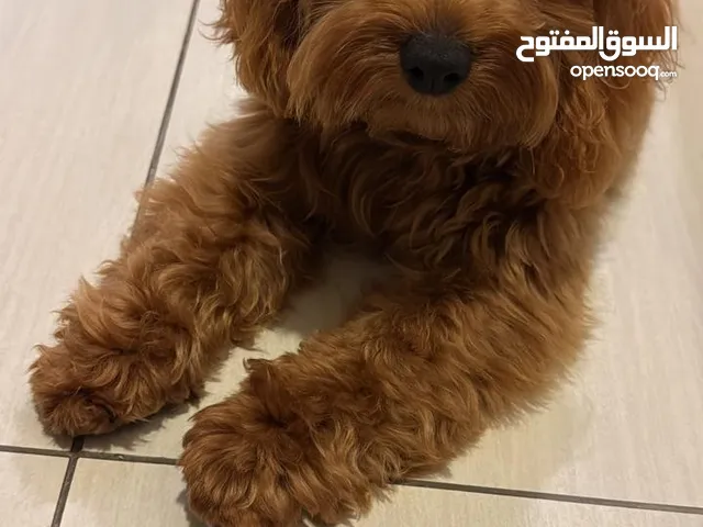 كافابو أصلي وجميل جدًا