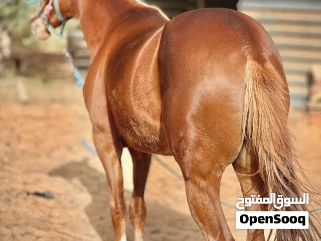فرس شقرا للبيع