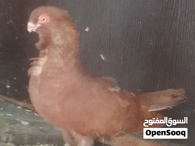 جوز حمام مع فراخو  .... كبار وصغار
