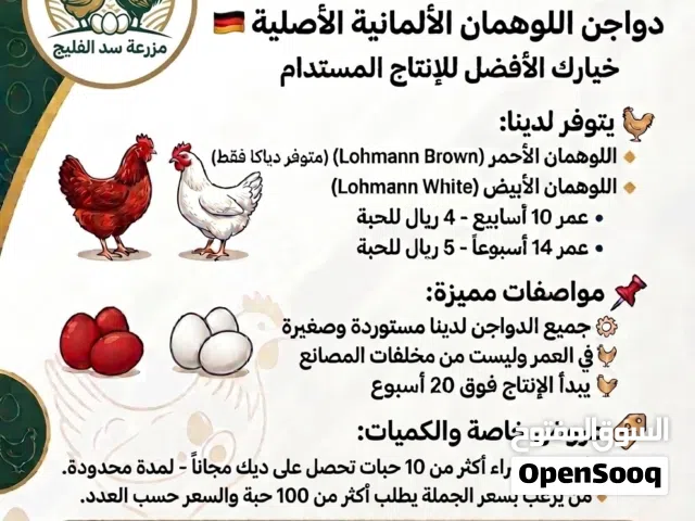 يتوفر دواجن و ديكا لوهمان اصلية مستورده