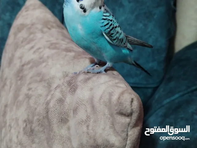 طير بادجي ذكر