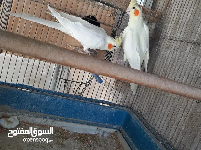 كوكتيل لاتينو شغال