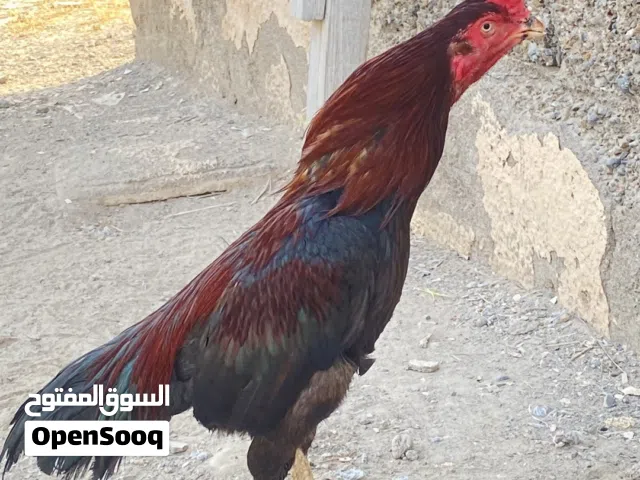 ديك باكستاني للبيع