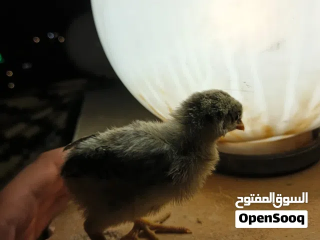 صيصان بلدي