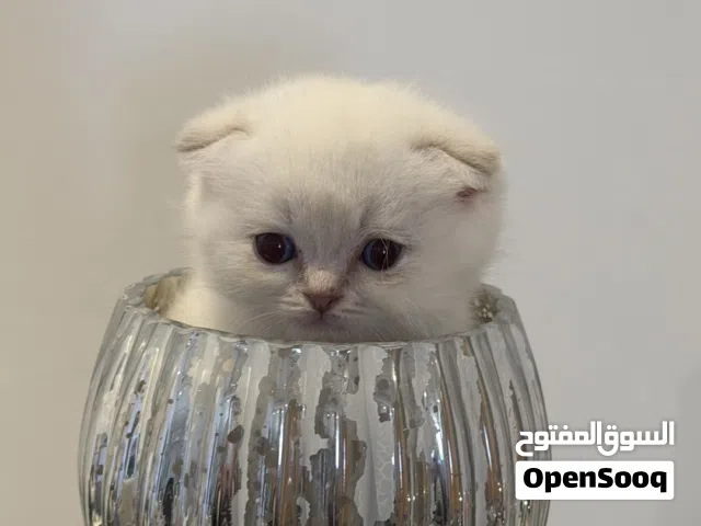 سكوتش ستريت / فولد
