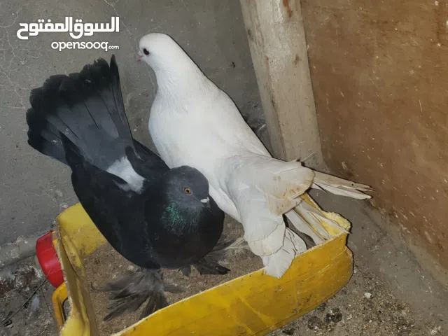 حمام لكي دكر ابيض وانتئ اسود