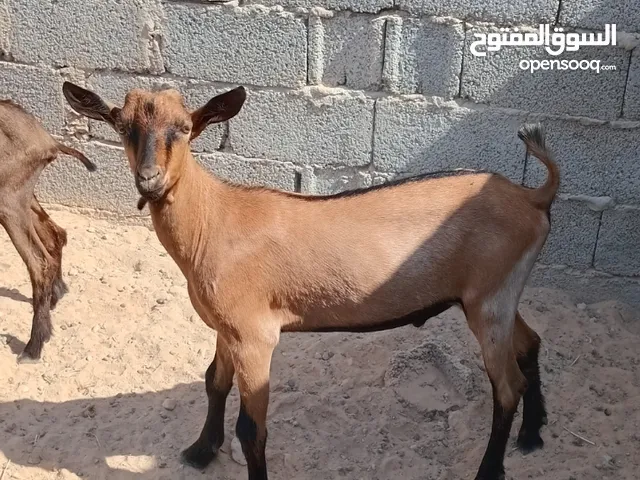 زوز جديان الابين العمر 3ونصف جنس حليب ما شاء الله