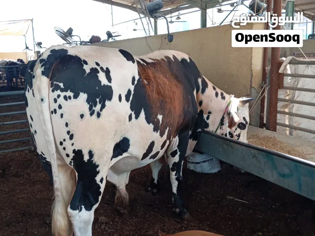 Big cow  Dubai cattle market alqusis