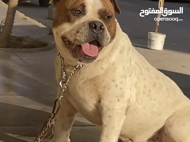 ذكر اميركان بولي