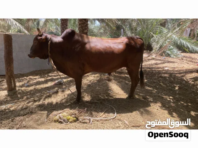 للبيع ثوررر