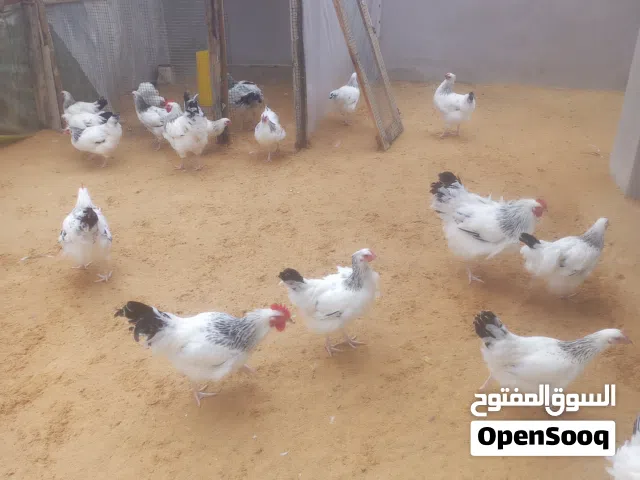 عتاتيق سايكس العمر 4اشهر حجم الله يبارك دم صافي