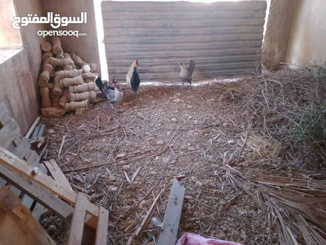 دجاج فيومي وبلدي للبيع