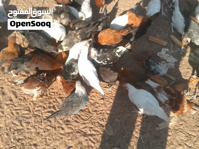 دجاج العربي