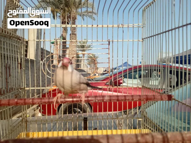 زيبرا للبيع
