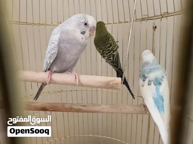 بتجي للبيع واحد ذكر و2اونثى