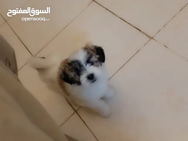 الاسم بابلو العمر 4 شهور الصحة ممتازه مشاء الله تبارك تبارك الرحمن