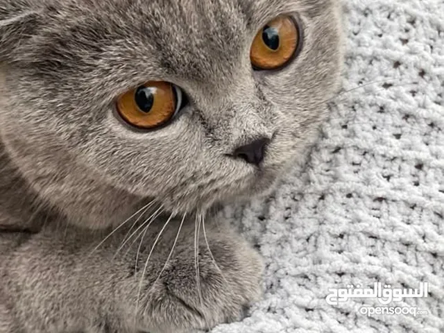 Scottish fold cat