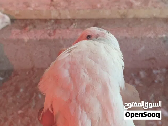 سمان تاكسس العملاق  اقرا التفاصيل