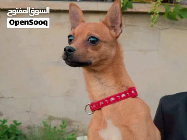 دكر شيواوا امريكي ربي يبارك العمر 7 شهور