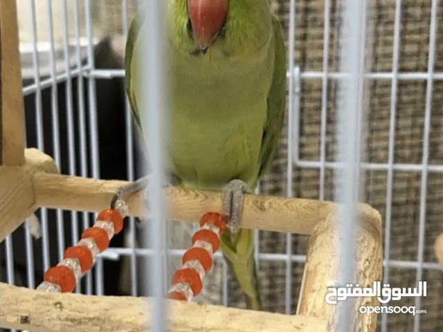 Parrot with cage for sale