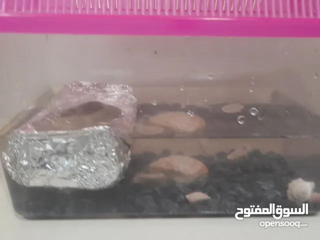 سلحفاة مع البوكس