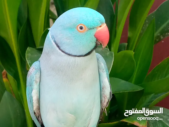 جواز كوكتيل لاتينو عين حمرا حبات ضخمة وجواز روز منتحة واشي تحته فراخ للبيع او بدل على لوري رينبو او