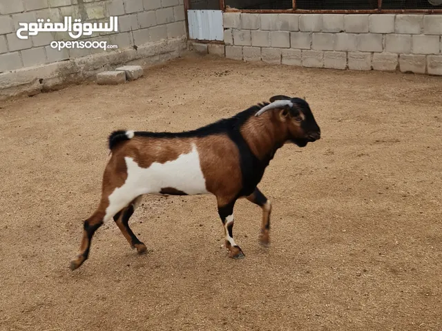 ماعز بربري للبيع