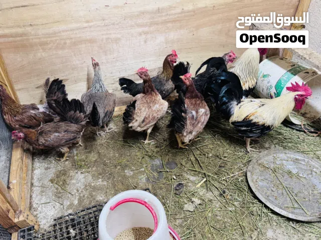 متاح اقرا الوصف