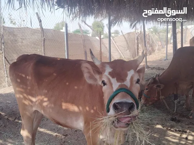 أبقار عربية للبيع