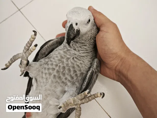 السلام عليكم كاسكو متحدث للبيع باقي التفاصيل فالوصف