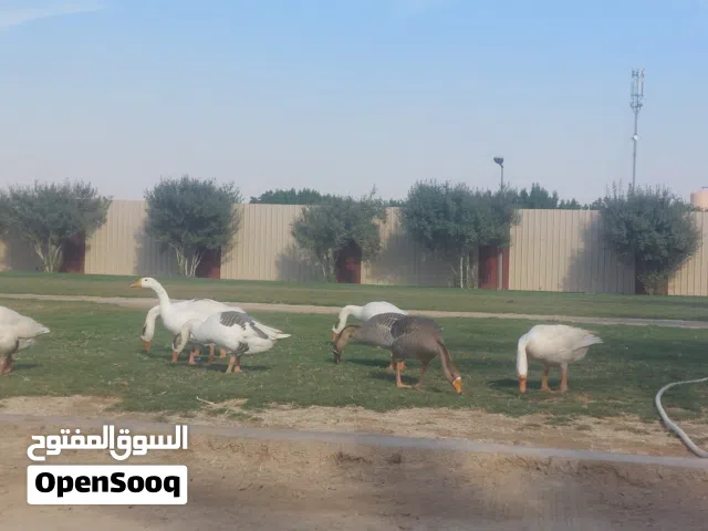 وز للبيع الوفرة