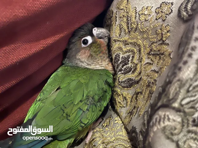 Female High red Yellow sided conure/كنيور يلو سايد للبيع